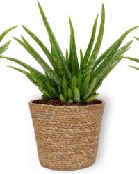 3x Kamerplant Aloe Vera - Succulent - ± 25cm hoog - 12 cm diameter - in bruine mand