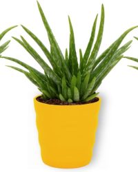 3x Kamerplant Aloe Vera - Succulent - ± 25cm hoog - 12 cm diameter - in gele pot
