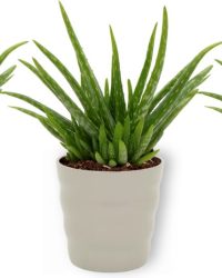 3x Kamerplant Aloe Vera - Succulent - ± 25cm hoog - 12 cm diameter - in grijze pot