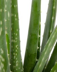 3x Kamerplant Aloe Vera - Succulent - ± 25cm hoog - 12 cm diameter - in grijze sierzak