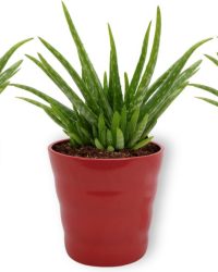 3x Kamerplant Aloe Vera - Succulent - ± 25cm hoog - 12 cm diameter - in rode pot