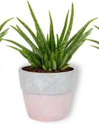 3x Kamerplant Aloe Vera - Succulent - ± 25cm hoog - 12 cm diameter - in roze betonnen pot