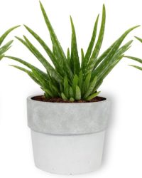 3x Kamerplant Aloe Vera - Succulent - ± 25cm hoog - 12 cm diameter - in witte betonnen pot