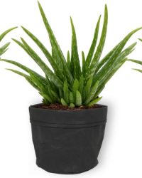 3x Kamerplant Aloe Vera - Succulent - ± 25cm hoog - 12 cm diameter - in zwarte sierzak