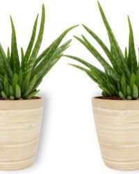 4x Kamerplant Aloe Vera - Succulent - ± 25cm hoog - 12 cm diameter - in bamboe pot