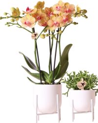 Kolibri Company - Planten set Nordic wit | Set met oranje Phalaenopsis Orchidee Ø9cm en groene plant Rhipsalis Ø6cm | incl. witte keramieken sierpotten