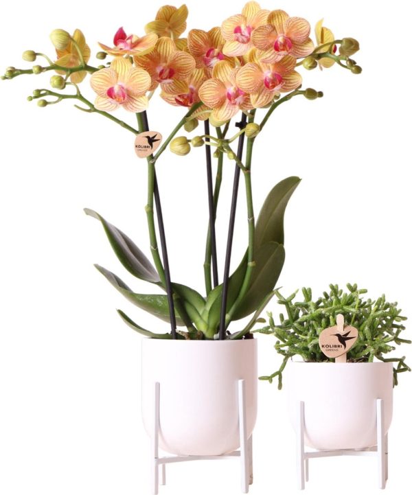 Kolibri Company - Planten set Nordic wit | Set met oranje Phalaenopsis Orchidee Ø9cm en groene plant Rhipsalis Ø6cm | incl. witte keramieken sierpotten