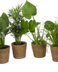 Set van 6 kamerplanten - Verrassing Set - Hoogte tussen +/- 24 en 50cm - 12cm diameter - in Beige Mand gemaakt van riet