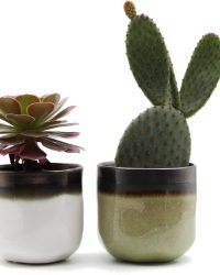 Ikhebeencactus cactus en vetplanten mix in 8,5cm Daan en Fleur sierpotten