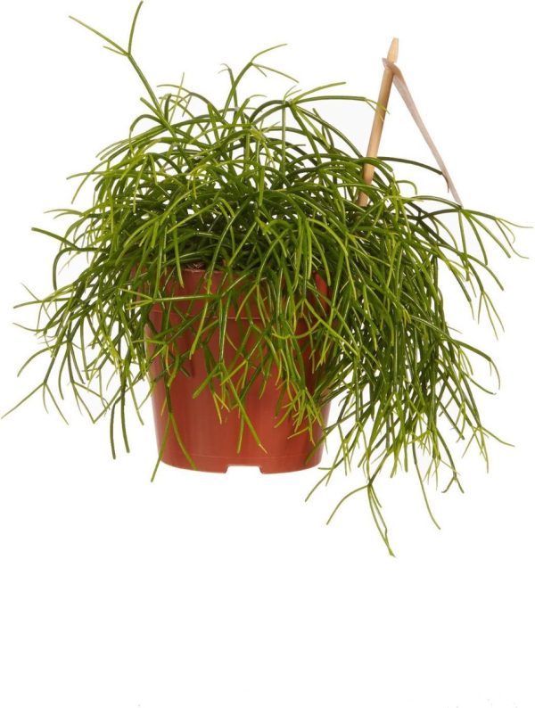 Kamerplant van Botanicly - Rotskoraal - Hoogte: 20 cm - Rhipsalis cashero