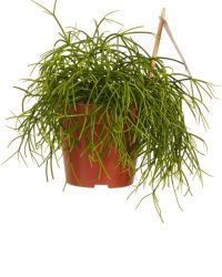 Rhipsalis cashero ↨ 20cm - planten - binnenplanten - buitenplanten - tuinplanten - potplanten - hangplanten - plantenbak - bomen - plantenspuit