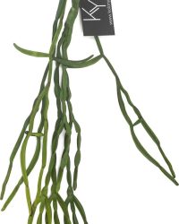 Rhipsalis hangplant kunst