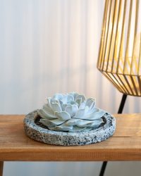 Echeveria Moon Pearl - inclusief Betonpot - Decoratie - Kamerplant