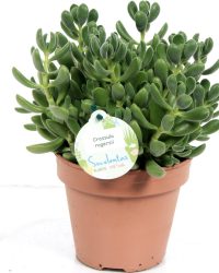 Kamerplant van Botanicly - Jadeplant - Hoogte: 20 cm - Crassula rogersii