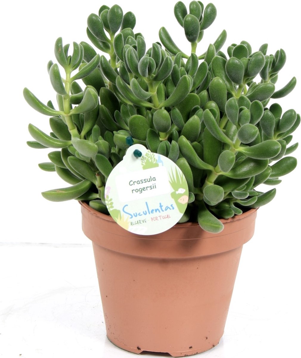 Kamerplant van Botanicly - Jadeplant - Hoogte: 20 cm - Crassula rogersii