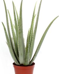 Aloe Vera ↨ 35cm - planten - binnenplanten - buitenplanten - tuinplanten - potplanten - hangplanten - plantenbak - bomen - plantenspuit