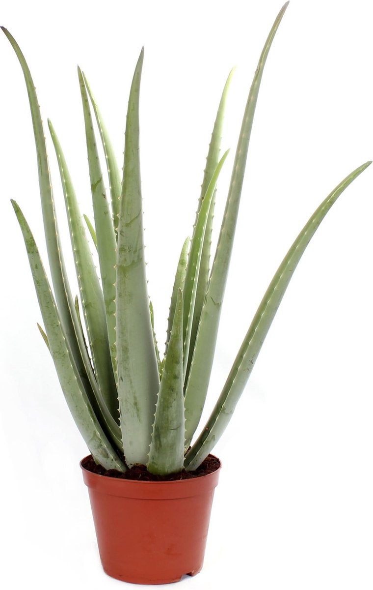 Aloe Vera - ↨ 35cm - ⌀ 11cm