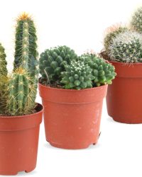 Cactus Mix - Set van 3 stuks - Ø7cm - ↕ 10-20cm - Makkelijke kamerplantjes - Plants by Jens