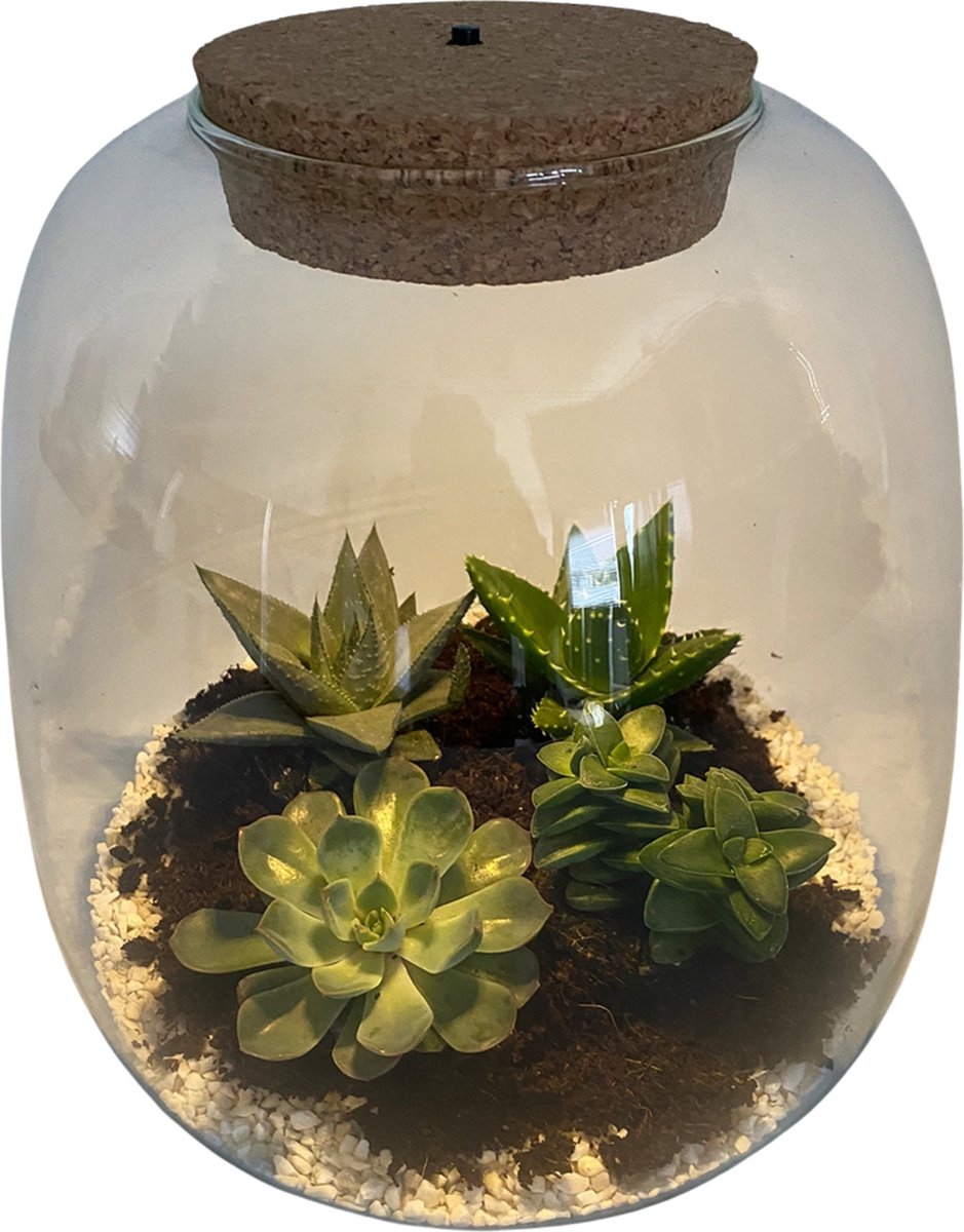 Ecosysteem Desert met verlichting - Broekhof Adding Value - Groene plant- Hoogte 25 cm
