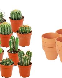 ZynesFlora - Mini Cactus Mix - 12 Stuks - Ø 8,1 cm Terracotta Bloempotten - 5-10 cm