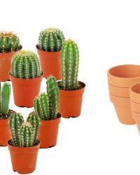 ZynesFlora - Mini Cactus Mix - 15 Stuks - Ø 8,1 cm Terracotta Bloempotten - 5-10 cm