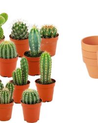 ZynesFlora - Mini Cactus Mix - 18 Stuks - Ø 8,1 cm Terracotta Bloempotten - 5-10 cm