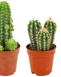 ZynesFlora - Mini Cactus Mix - 3 Stuks - Ø 8,1 cm Terracotta Bloempotten - 5-10 cm