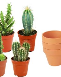 ZynesFlora - Mini Cactus Mix - 6 Stuks - Ø 8,1 cm Terracotta Bloempotten - 5-10 cm