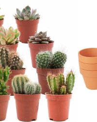 ZynesFlora - Mini Cactus & Succulenten Mix - 12 Stuks - Ø 8,1 cm Terracotta Bloempotten - 5-10 cm