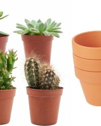 ZynesFlora - Mini Cactus & Succulenten Mix - 6 Stuks - Ø 8,1 cm Terracotta Bloempotten - 5-10 cm
