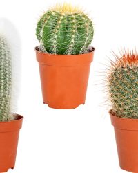 3x Cactus Mix - Succulent - Onderhoudsvriendelijk - ⌀5,5 cm -05-10 cm