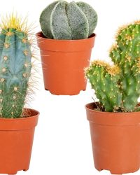 3x Cactus Mix - Succulent - Onderhoudsvriendelijk - ⌀5,5 cm -05-10 cm
