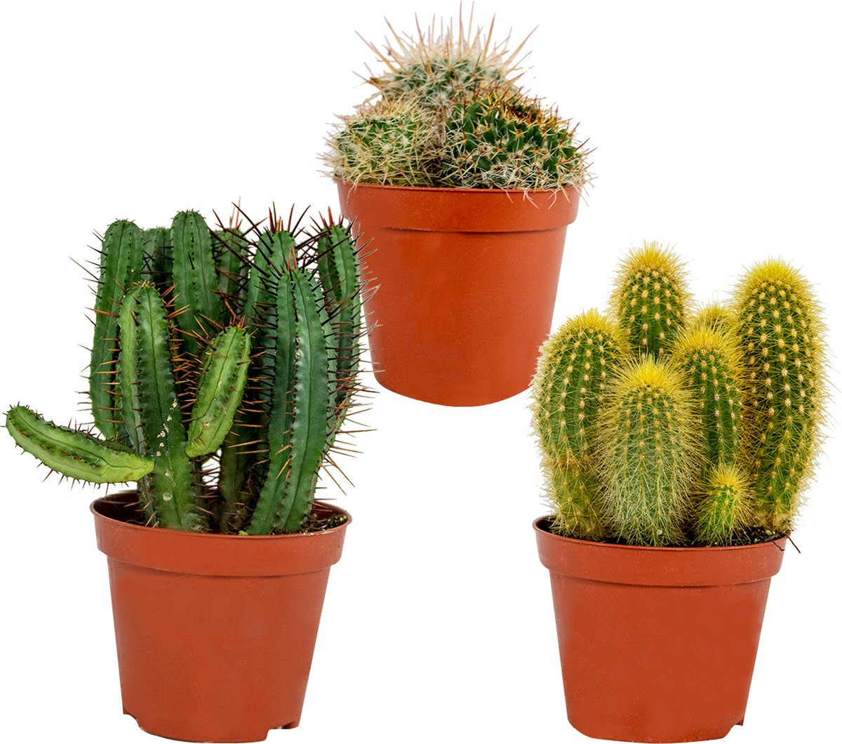 3x Cactus Mix - Succulent - Onderhoudsvriendelijk - ⌀8,5 cm -10-15 cm