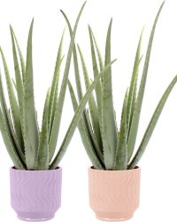 Duo Aloe Vera in Jane keramiek (Purple en Orange) - Set van 2 - Edelcactus BV - Groene plant- Hoogte 35 cm
