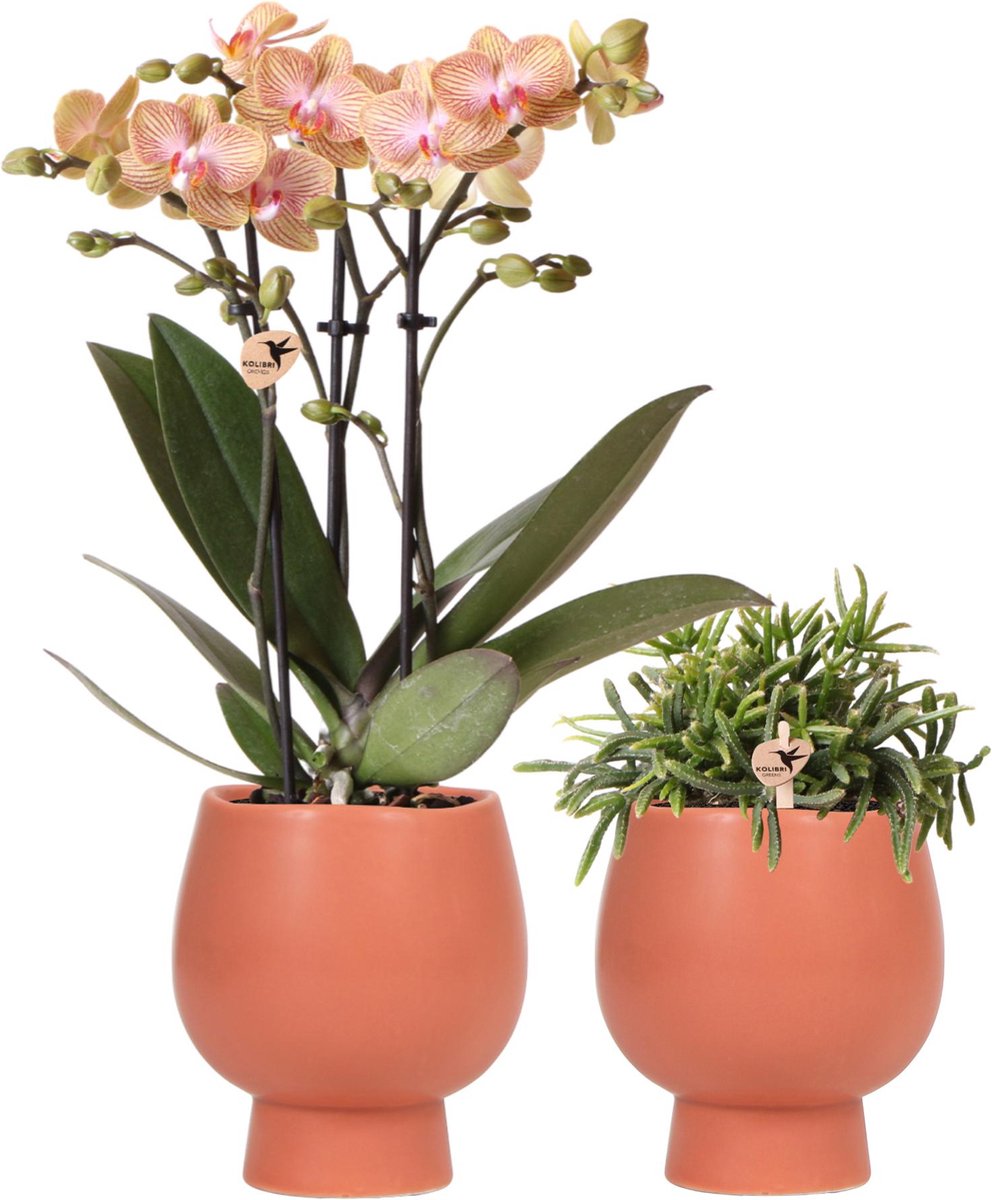 Kolibri Orchids | Planten set Scandic - met oranje Phalaenopsis Orchidee en Rhipsalis - incl. keramieken sierpotten | potmaat Ø9cm