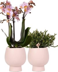 Kolibri Orchids | Planten set Scandic - met roze Phalaenopsis Orchidee en Rhipsalis - incl. keramieken sierpotten | potmaat Ø9cm