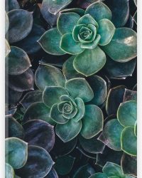 WallClassics - Acrylglas - Echeveria Groene Plant - 20x60 cm Foto op Acrylglas (Wanddecoratie op Acrylaat)