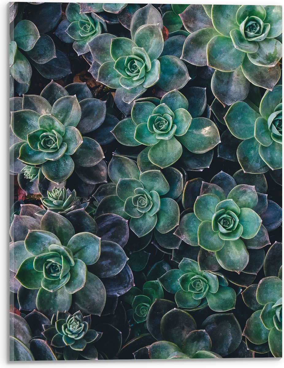 WallClassics - Acrylglas - Echeveria Groene Plant - 30x40 cm Foto op Acrylglas (Wanddecoratie op Acrylaat)