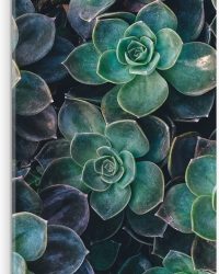 WallClassics - Acrylglas - Echeveria Groene Plant - 30x90 cm Foto op Acrylglas (Wanddecoratie op Acrylaat)