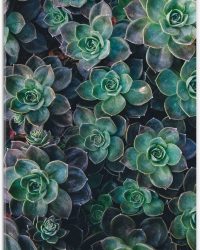 WallClassics - Acrylglas - Echeveria Groene Plant - 40x60 cm Foto op Acrylglas (Wanddecoratie op Acrylaat)