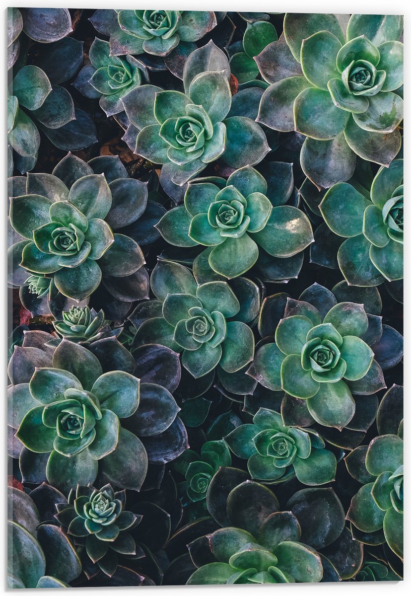 WallClassics - Acrylglas - Echeveria Groene Plant - 40x60 cm Foto op Acrylglas (Wanddecoratie op Acrylaat)
