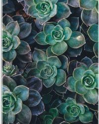 WallClassics - Acrylglas - Echeveria Groene Plant - 50x100 cm Foto op Acrylglas (Wanddecoratie op Acrylaat)