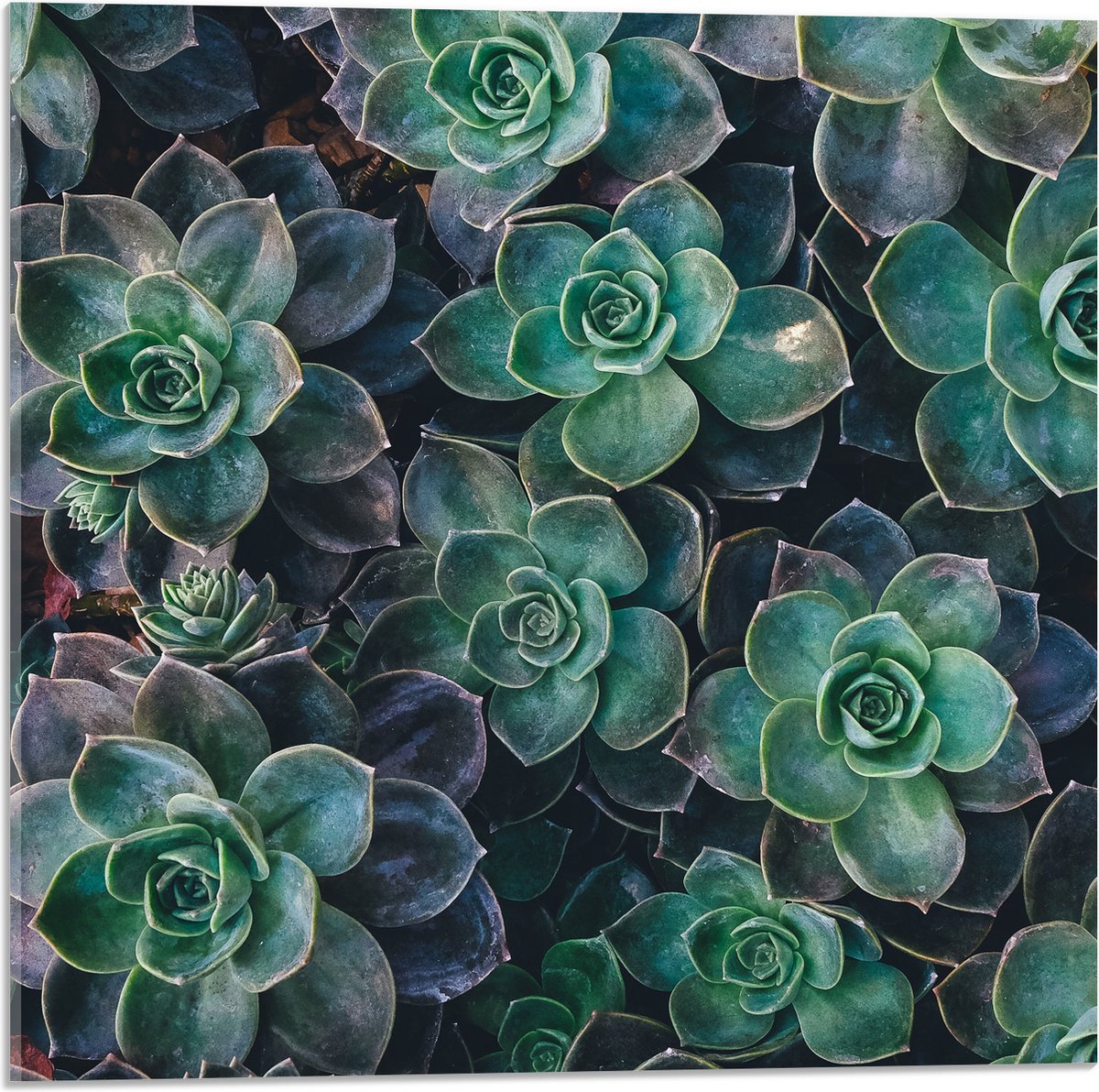 WallClassics - Acrylglas - Echeveria Groene Plant - 50x50 cm Foto op Acrylglas (Wanddecoratie op Acrylaat)