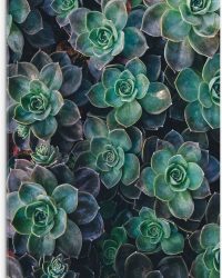 WallClassics - Acrylglas - Echeveria Groene Plant - 50x75 cm Foto op Acrylglas (Wanddecoratie op Acrylaat)