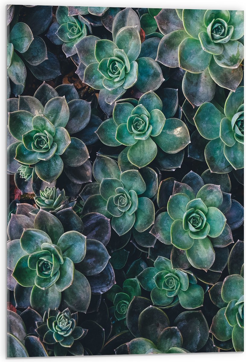 WallClassics - Acrylglas - Echeveria Groene Plant - 50x75 cm Foto op Acrylglas (Wanddecoratie op Acrylaat)