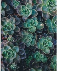 WallClassics - Acrylglas - Echeveria Groene Plant - 60x90 cm Foto op Acrylglas (Wanddecoratie op Acrylaat)