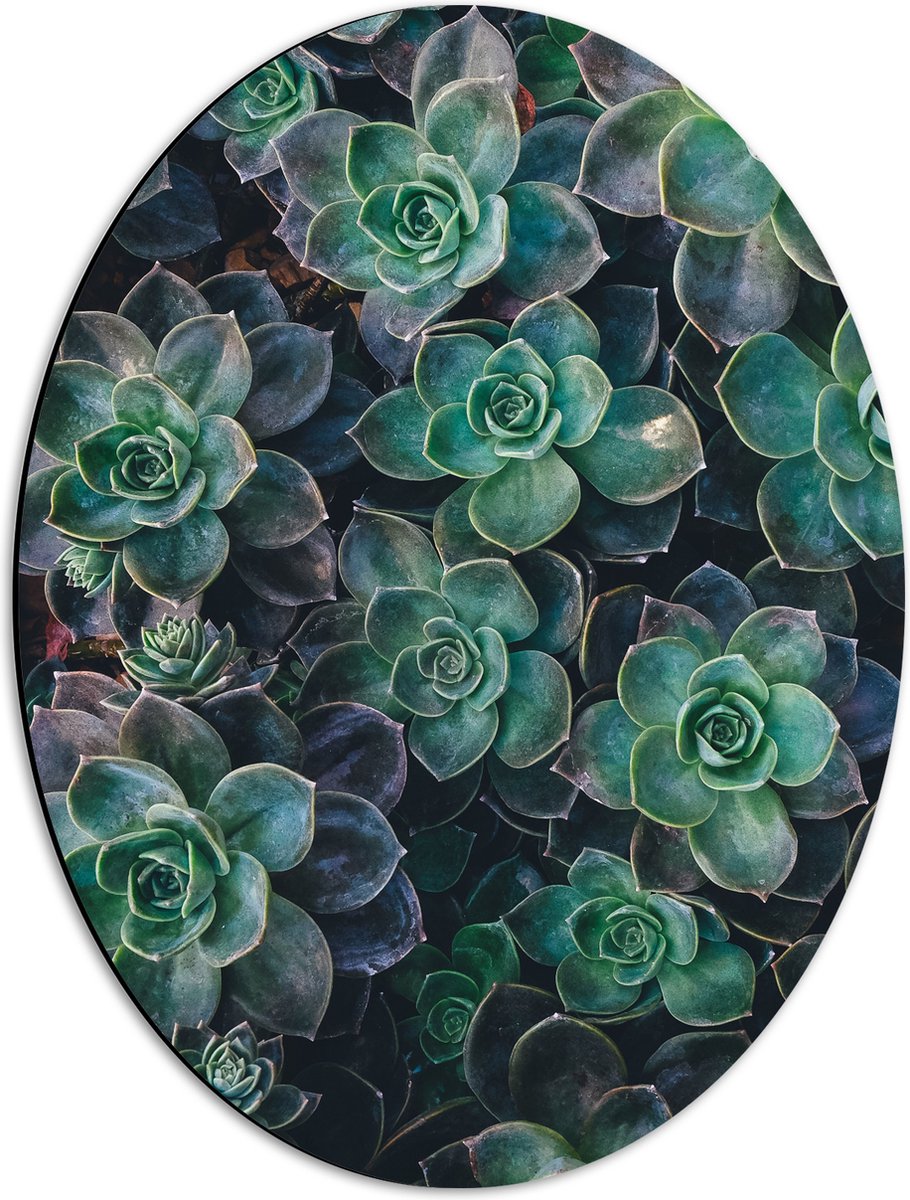 WallClassics - Dibond Ovaal - Echeveria Groene Plant - 42x56 cm Foto op Ovaal (Met Ophangsysteem)