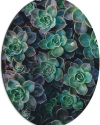 WallClassics - Dibond Ovaal - Echeveria Groene Plant - 51x68 cm Foto op Ovaal (Met Ophangsysteem)