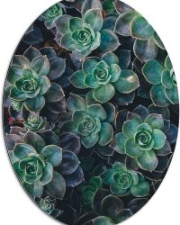 WallClassics - Dibond Ovaal - Echeveria Groene Plant - 60x80 cm Foto op Ovaal (Met Ophangsysteem)