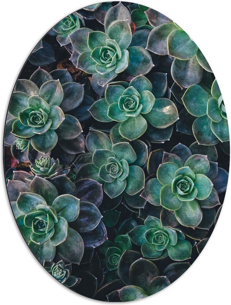 WallClassics - Dibond Ovaal - Echeveria Groene Plant - 72x96 cm Foto op Ovaal (Met Ophangsysteem)